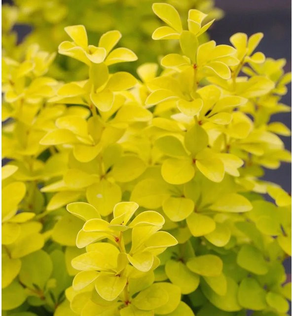 Goldberberitze Maria Berberis thunbergii als Heckenpflanze in Gelb, Rot und Orange, Höhe: 15-20 cm - Bild 1