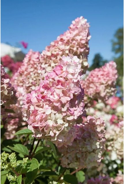 Hydrangea Paniculata Rispenhortensie Sundae Fraise als Zierstrauch in Weiß und Rosa, Höhe: 80-100 cm - Bild 1