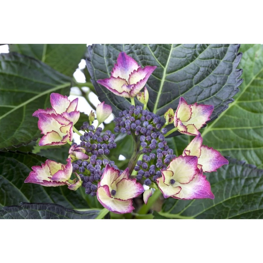 Bauernhortensie Hydrangea Mac. Dark Angel von Pflanzen für dich, Höhe: 30-40 cm - Bild 2