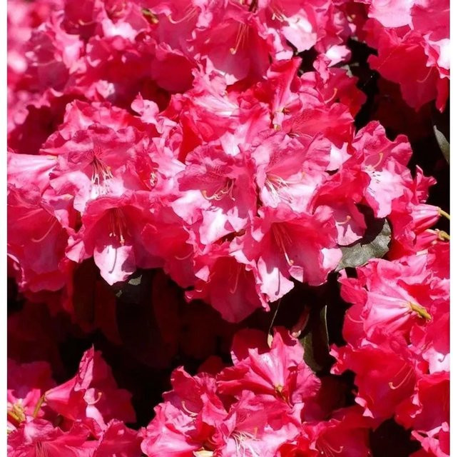 Rhododendron williamsianum Gartendirektor Glocker Zierstrauch für den Garten - Bild 1