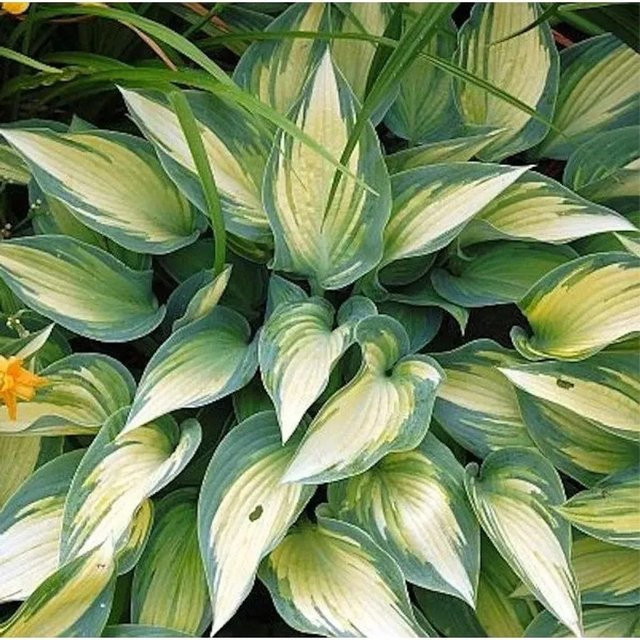 Hosta tardiana June Graublattfunkie als große Staudenpflanze in Grau und Grün - Bild 1