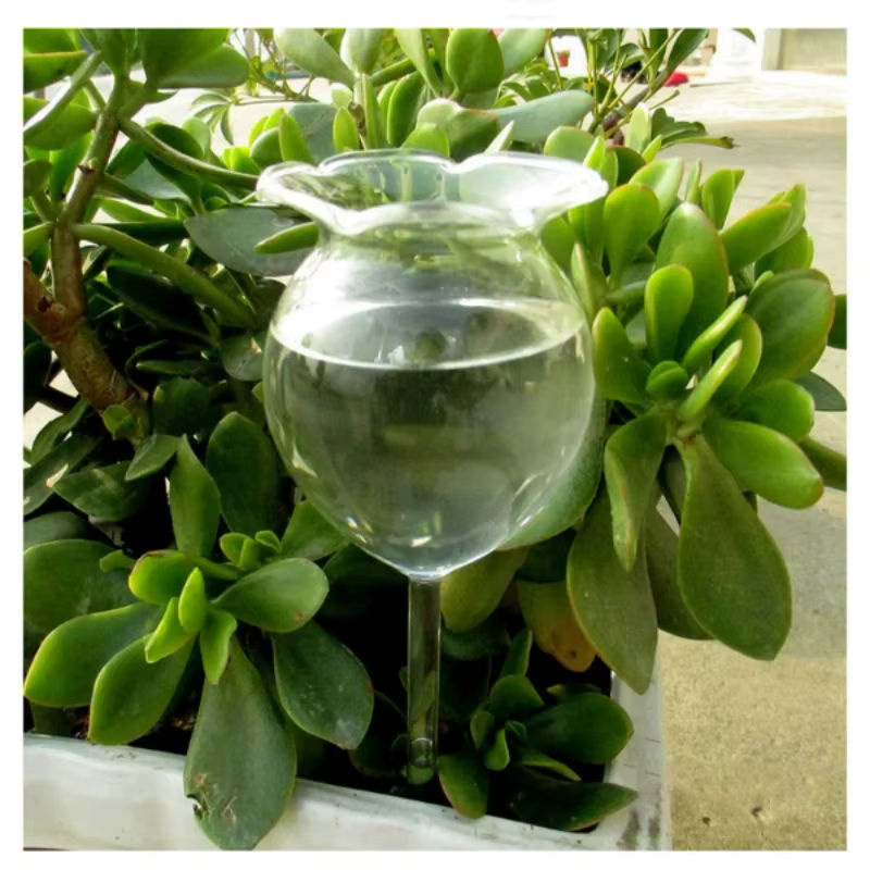 2er Set automatische Bewässerungskugeln aus mundgeblasenem Klarglas für Pflanzen, transparent, B/T/H: 8,0 x 8,0 x 25,4 cm - Bild 2