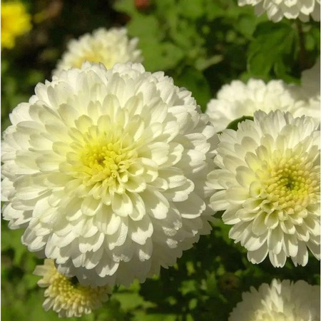 Winteraster Weiße Nebelrose Chrysanthemum hortorum von Nr-01.de, Weiß, Mehrjährige Pflanze
