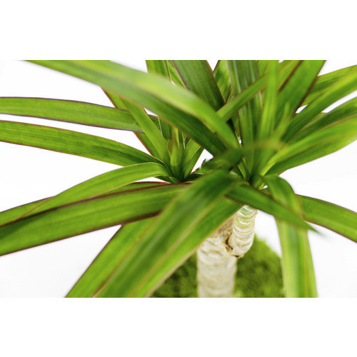 Kibonu Drachenbaum Dracaena marginata Zimmerpflanze in Grün - Bild 2
