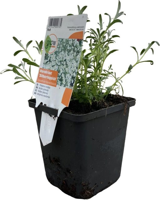 GROW by OBI Hornkraut Silberteppich Cerastium Weiß Bodendecker für Steingarten und Trockenmauern, Topf-Ø: 9 cm - Bild 1