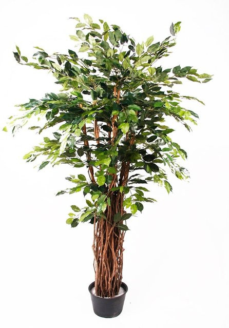 Künstlicher Ficus Lissi von Aplanta, Höhe: 175 cm - Bild 1