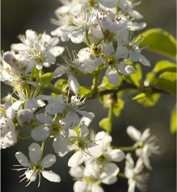 Steinweichsel Prunus mahaleb Baum von Nr-01.de, Höhe: 100-125 cm - Bild 1
