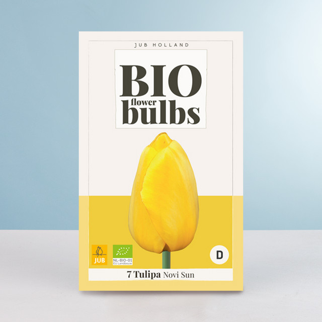 BIO Darwin-Hybrid-Tulpe Novi Sun mit 7 Zwiebeln von BLUME2000 - Bild 1