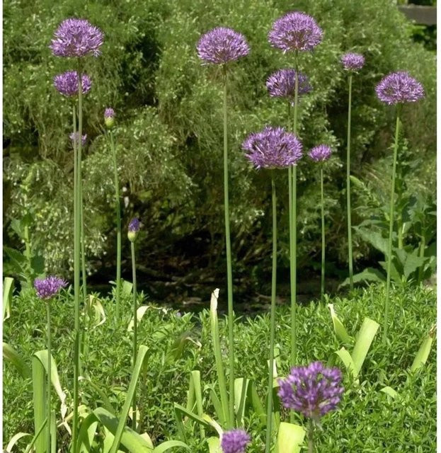 Zierlauch Purple Rain Allium aflatunense lila Staude für den Rabattengarten - Bild 1