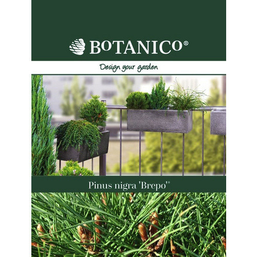 Botanico Schwarzkiefer Pinus nigra Brepo immergrüne Konifere in grünem Kunststofftopf - Bild 2