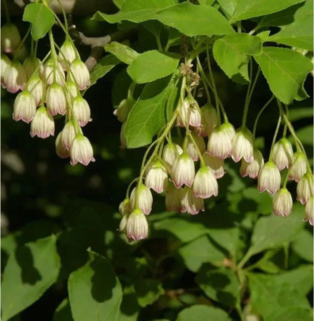 Enkianthus campanulatus Prachtglocke gelber Zierstrauch für den Außenbereich Höhe: 80-100 cm - Bild 1