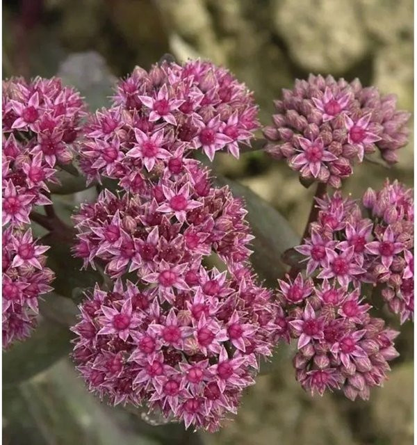 Große Fetthenne Mohrchen Sedum telephium als mehrjährige Gartenpflanze von Nr-01.de - Bild 1
