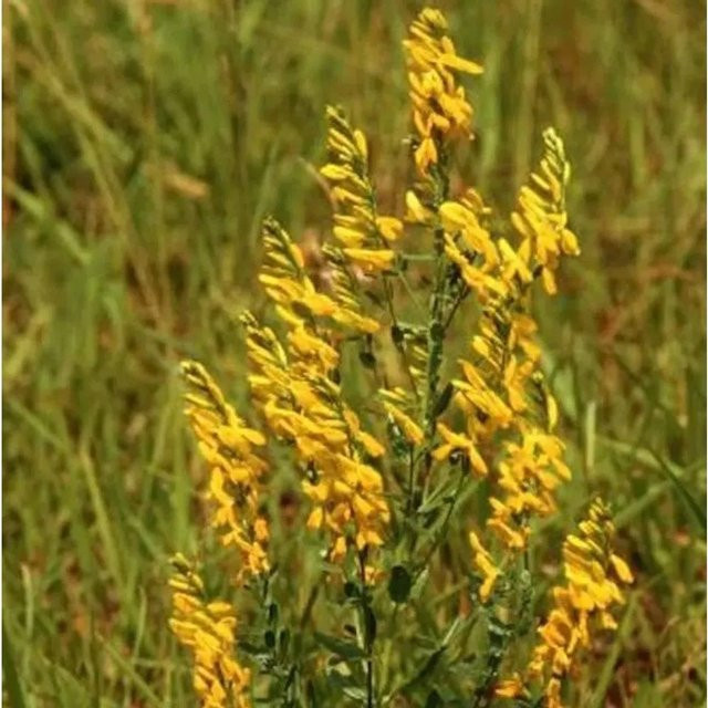 Deutscher Ginster Genista germanica gelbe Blüte für den Garten - Bild 1