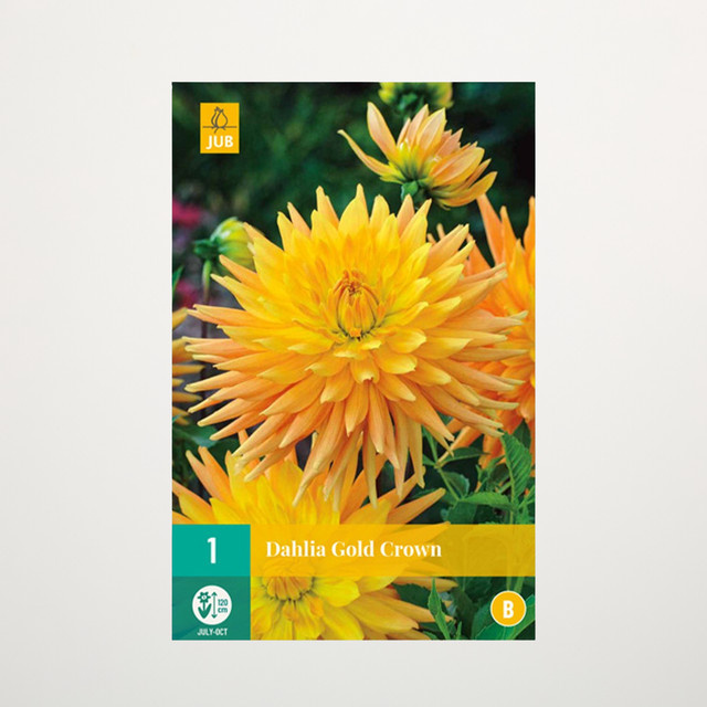 Kaktus-Dahlie Gold Crown Knolle von BLUME2000 - Bild 1