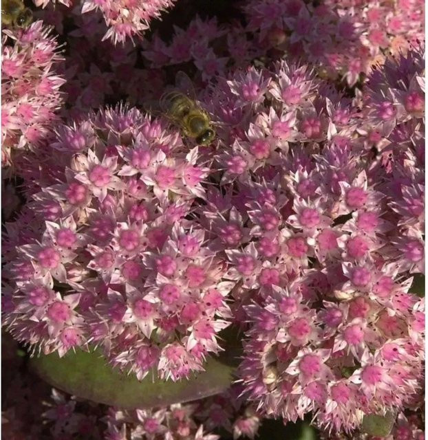 Große Fetthenne Jose Aubergine Sedum telephium als mehrjährige Gartenpflanze - Bild 1
