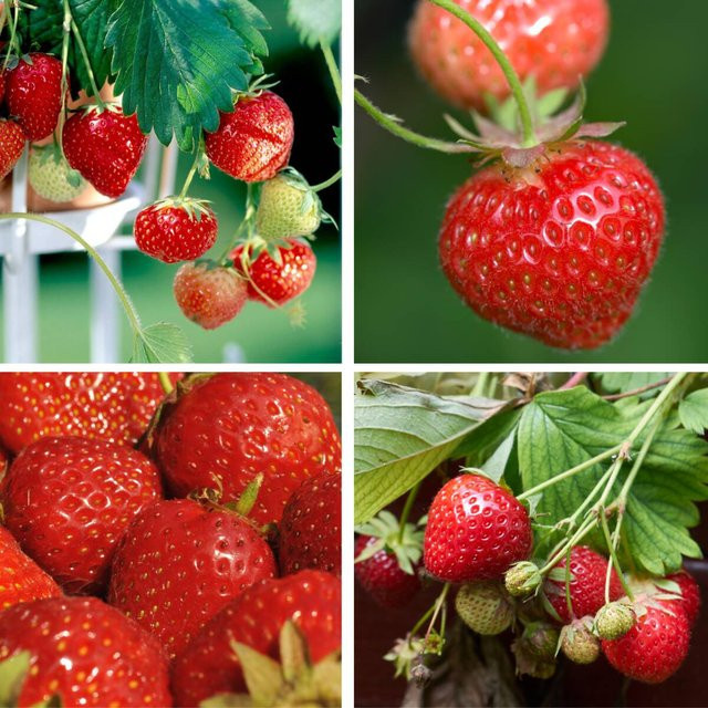 Erdbeer-Set Fruchtiger Genuss von Mein schöner Garten Shop mit 8 Pflanzen in Weiß und Rot - Bild 1