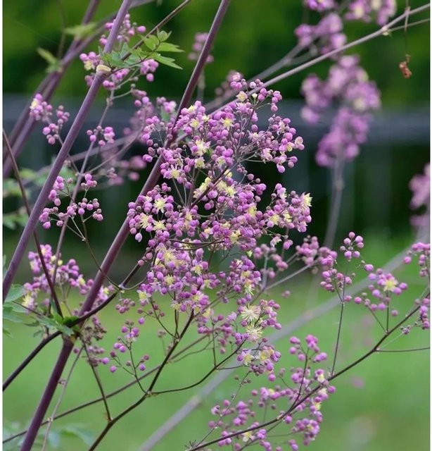 Thalictrum rochebrunianum Elin Wiesenraute als Gartenstaude in einem großen Topf, lila - Bild 1