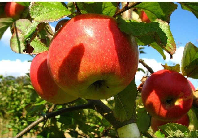 Zwergapfelbaum James Grieve, 1 Spindel, süß-säuerlich, Wuchshöhe: 2 Meter - Bild 1