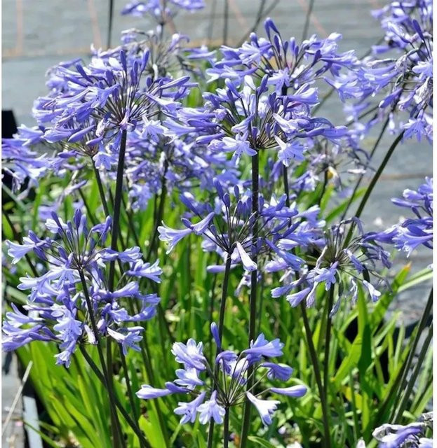 Agapanthus africanus Liebesblume Schmucklilie Headbourne in Blau von Nr-01.de - Bild 1