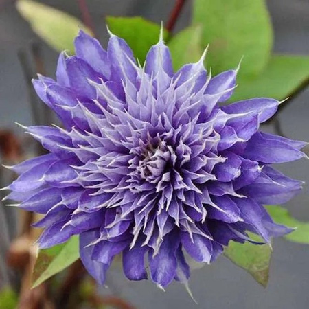 Arborix Clematis Waldrebe Multi Blue mit gefüllten blauen Blüten im Container, 50 bis 60 cm Höhe