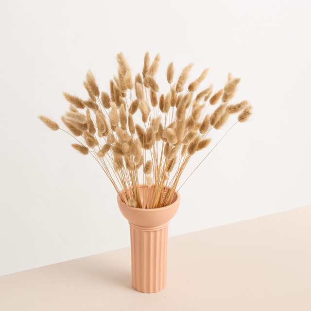 Trockenblumenbund Lagurus von Blume2000 in Beige und Multicolour im Boho-Stil - Bild 1
