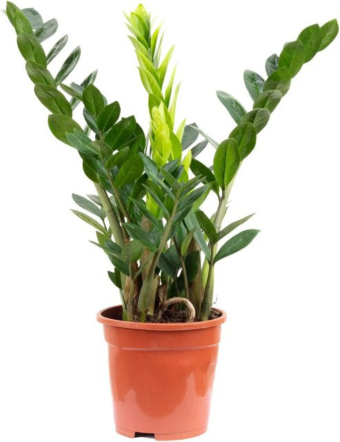 Value Greens Glücksfeder Zamioculcas Grün, Höhe: 50 cm, Topf-Durchmesser: 17 cm - Bild 1