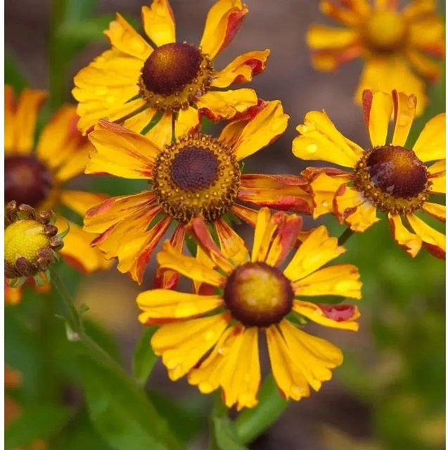 Sonnenbraut Wesergold Helenium cultorum gelbe Gartenpflanze für das Beet - Bild 1
