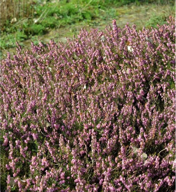 10x Glockenheide Erica tetralix als mehrjährige Staude und Bodendecker in Weiß und Rosa - Bild 1