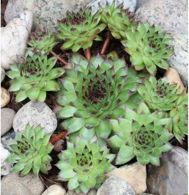 Sempervivum tectorum Hauswurz Mettenianum grüne Staude für den Garten - Bild 1