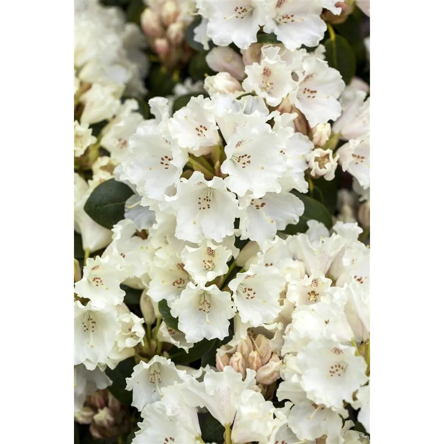 Rhododendron Williamsianum Gartendirektor Rieger mit rosa Blüten, Höhe: 40–50 cm - Bild 1
