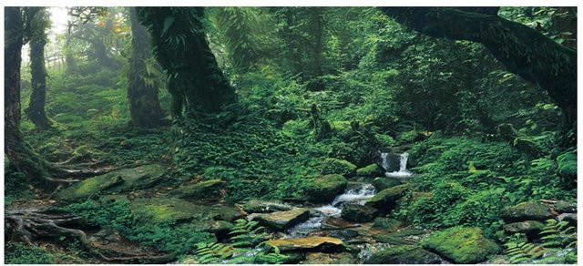 GoolRC Aquarium Hintergrund Poster Aufkleber Green Woods in Grün und Schwarz aus PVC - Bild 1