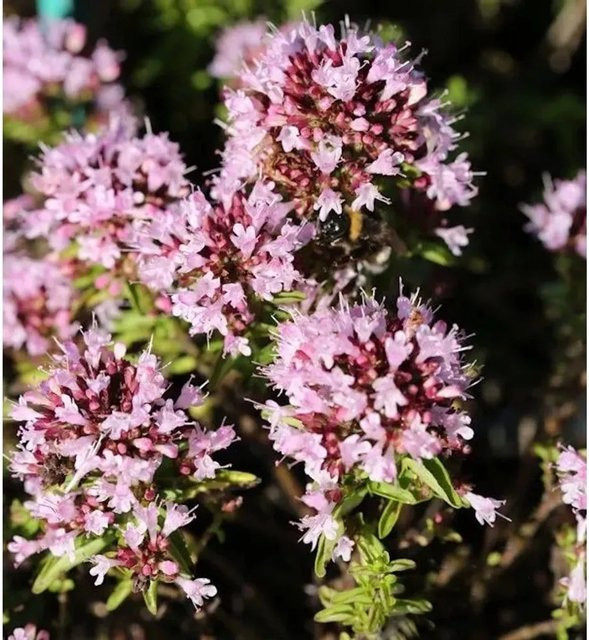 Wilder Majoran Compactum Origanum vulgare als mehrjährige Gartenpflanze von Die Nr-01.de - Bild 1