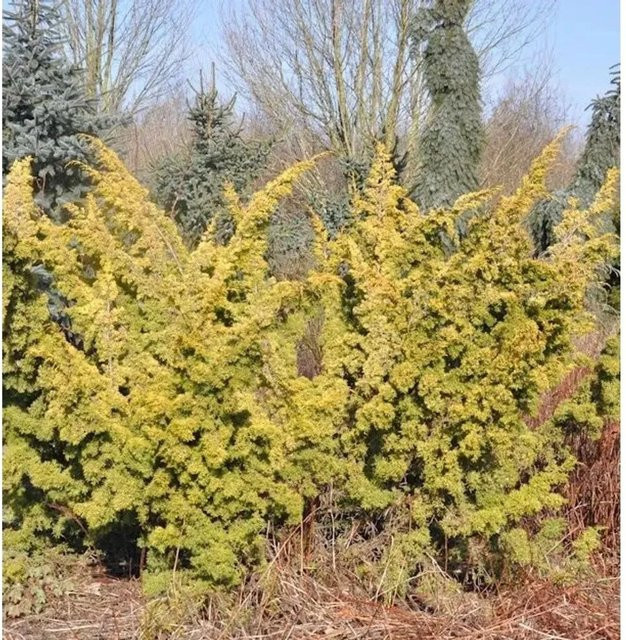 Gelber Moos Wacholder Juniperus chinensis Strauch in Gold für Garten und Steingärten, Höhe: 60-80 cm - Bild 1