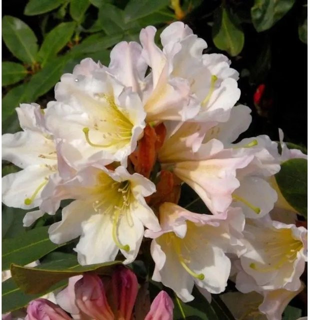 INKARHO Rhododendron Dufthecke Alpenrose in Weiß, Höhe: 30-40 cm - Bild 1
