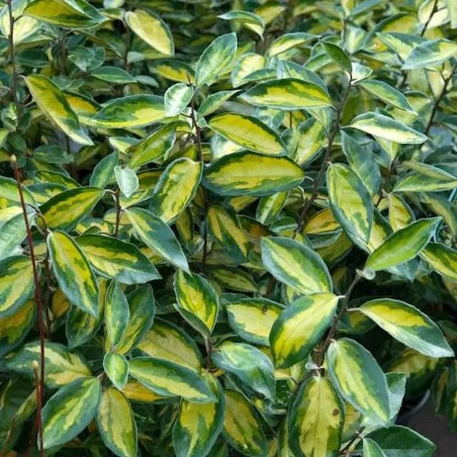 Elaeagnus ebbingei Ölweide Limelight Strauch in Goldgelb und Grün, Höhe: 60-80 cm - Bild 1