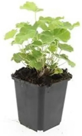Exotenherz Frauenmantel Alchemilla Mollis Stauden Set, 60 Pflanzen im 9cm Topf, gelb-grün