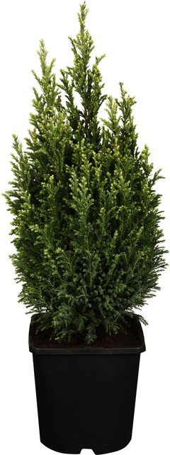 GROW by OBI Scheinzypresse Snow White Chamaecyparis lawsoniana als Formgehölz und Solitärpflanze im Topf - Bild 1