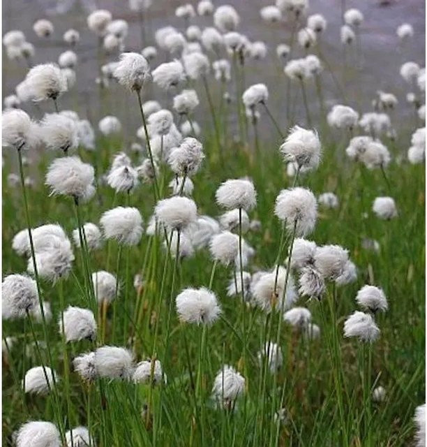 Scheidiges Wollgras Eriophorum vaginatum als mehrjährige Pflanze im Topf von Nr-01.de - Bild 1