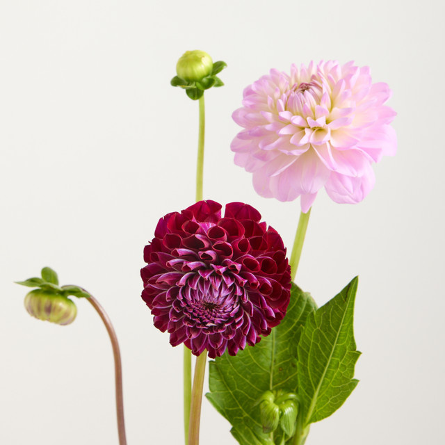 Blume2000 Dahlien Purple Bunch - Bild 1