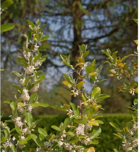 Heckenkirsche Lonicera kamtschatica MyBerry Bee Beerenstrauch, Höhe: 30-40 cm - Bild 1