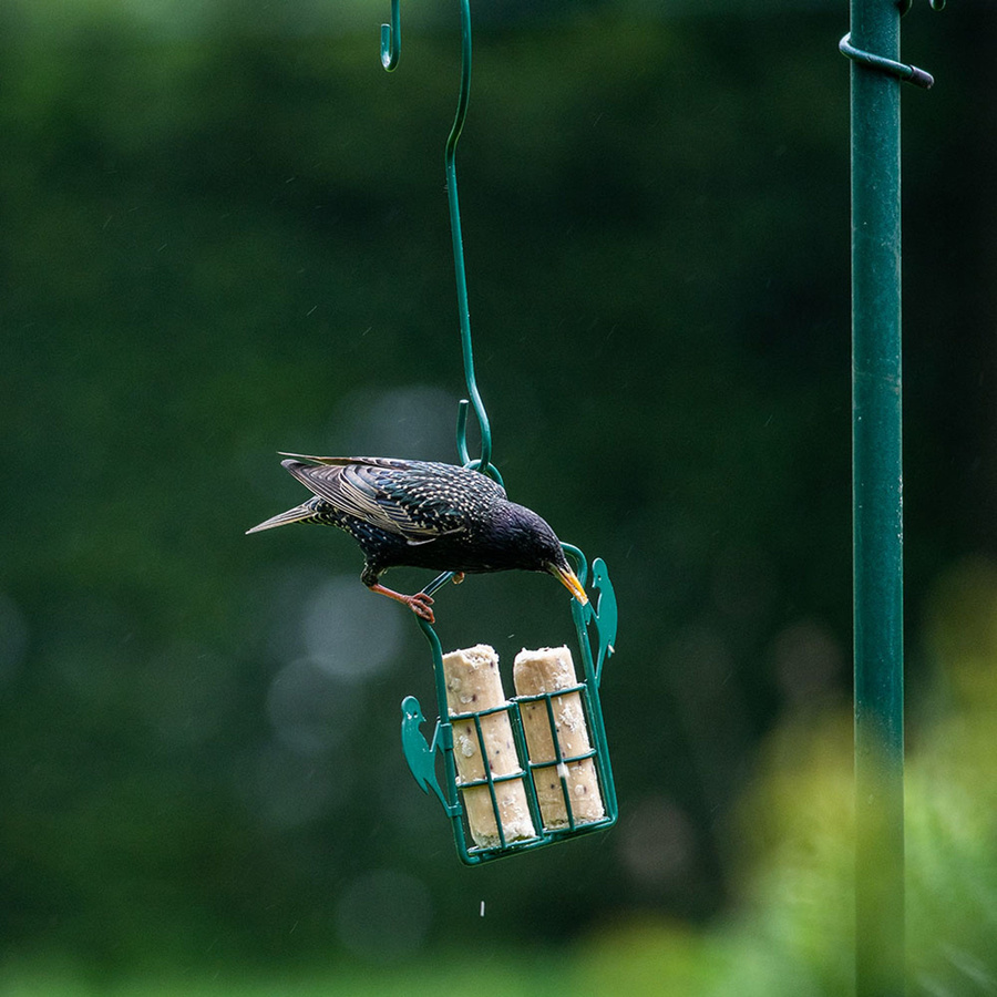 CJ Wildlife Vogelfutter Energierollen mit Insektenfett, 6 Stück - Bild 2