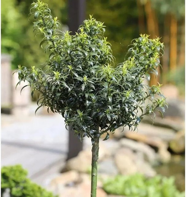 Hochstamm Stechpalme Ilex meserveae als Heckenzwerg in Grün, Höhe: 40-60 cm - Bild 1