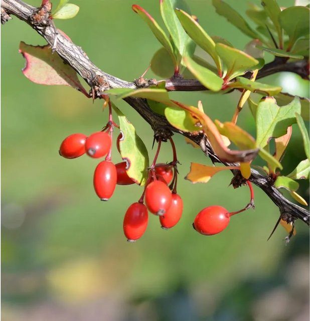 Grüne Heckenbeberitze Berberis thunbergii von Nr-01.de, Höhe: 60-80 cm - Bild 1