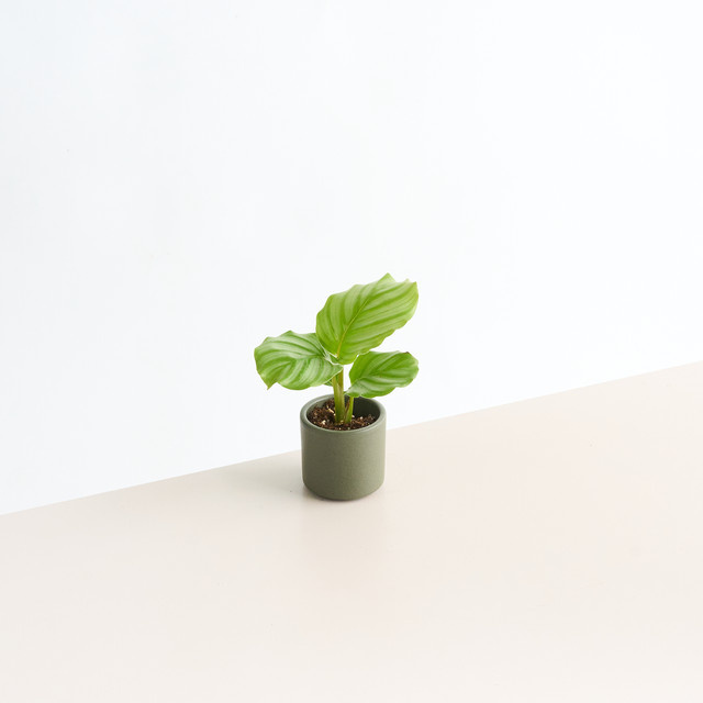 Blume2000 Keramik Übertopf Mini in Grün für den Tisch, Höhe: 7 cm - Bild 1