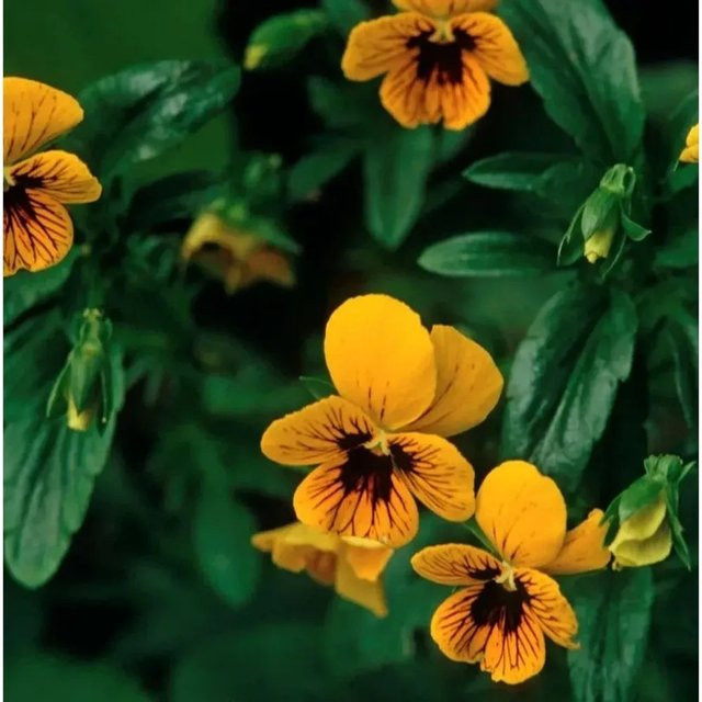 Hornveilchen Irish Molly Viola cornuta als mehrjährige Pflanze für Steingarten, Rabatten und als Schnittblume - Bild 1
