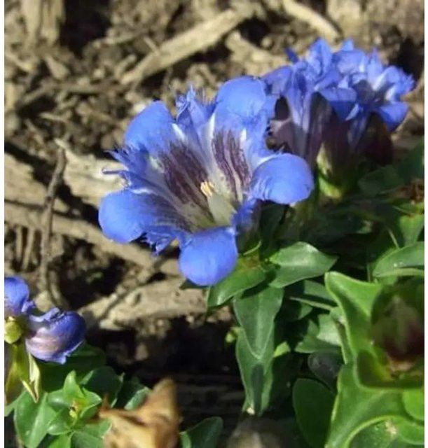 Sommerenzian Select Gentiana septemfida Blaue Staude für Steingärten - Bild 1