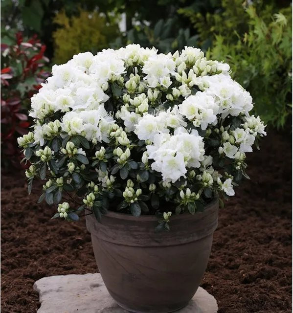 Japanische Azalee Feenkissen Rhododendron obtusum Zwerg Alpenrose als Topfpflanze - Bild 1