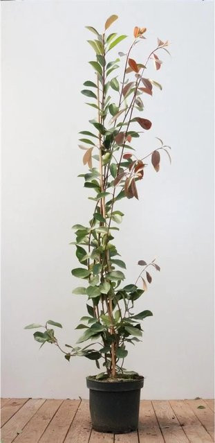 Photinia Fraseri Red Robin Glanzmispel als rote Heckenpflanze und Zierstrauch, Höhe: 125–150 cm - Bild 1