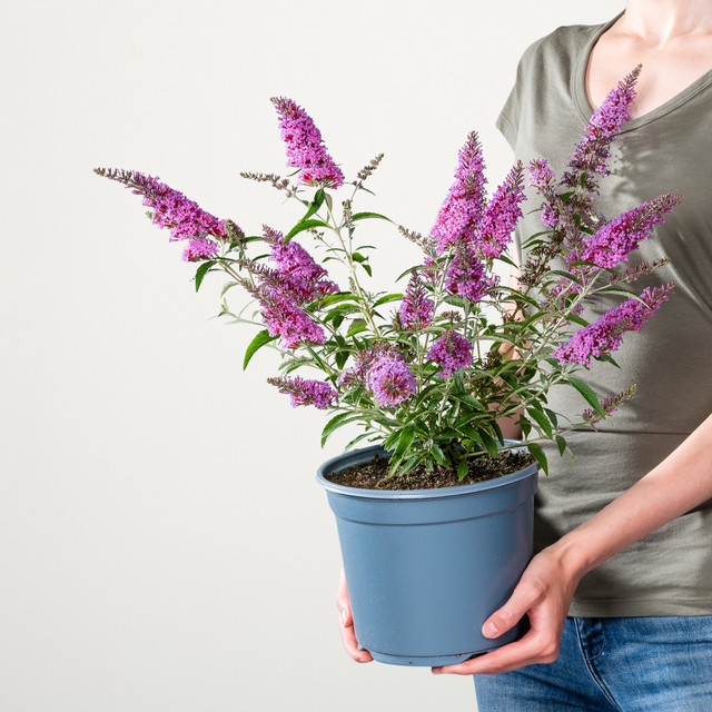 Buddleja davidii Schmetterlingsflieder in Rosa von BLUME2000 für Garten, Balkon und Terrasse - Bild 1