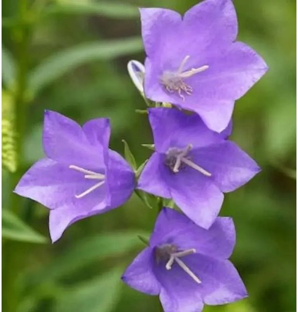 Campanula perscifolia Pfirsichblütige Glockenblume, lila Staude für Naturgarten und Bauerngarten - Bild 1